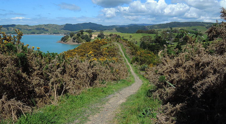 Waitawa Kererū Path - Typical section of the path