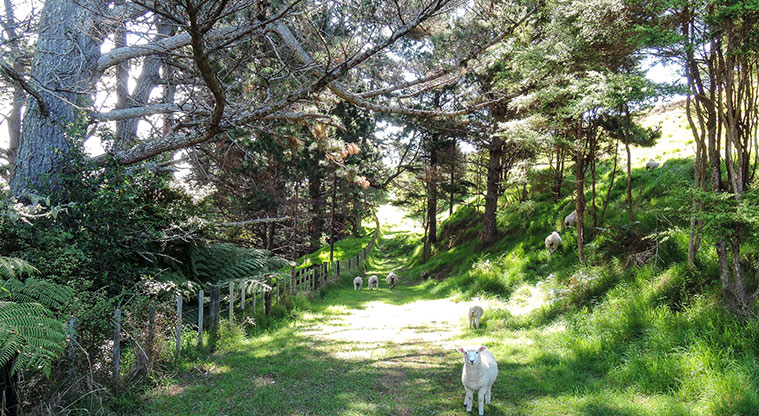Waitawa Kererū Path - Path following farm tracks