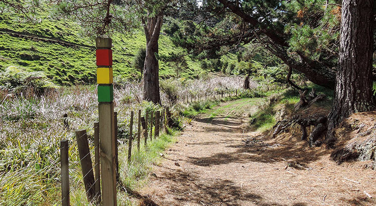 Waitawa Kotare Path - Path alongside pine trees.