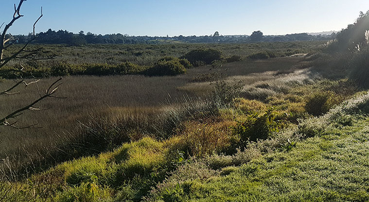 Wattle Downs North Path - Great views on a sunny day.