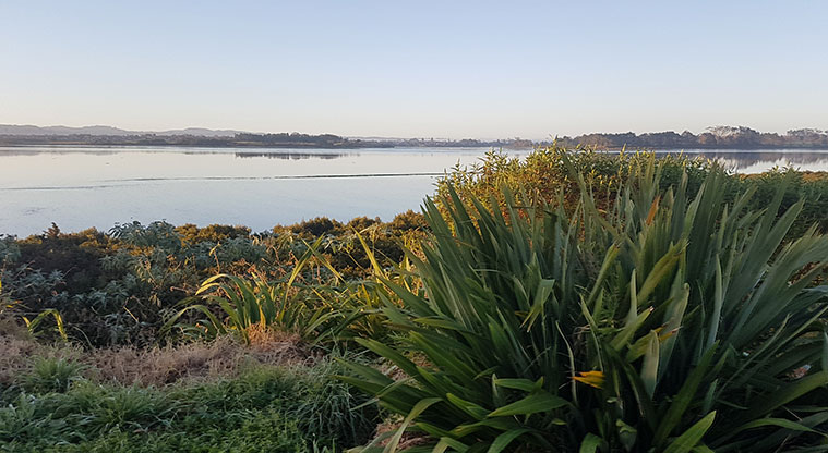 Wattle Downs South Path - Beautiful views while getting active.