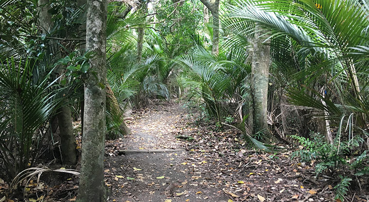 Wenderholm Perimeter Track - Peaceful bush walk.