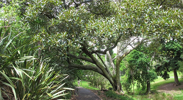 Western Park Path - Walk under the canopy of huge trees in the middle of the park