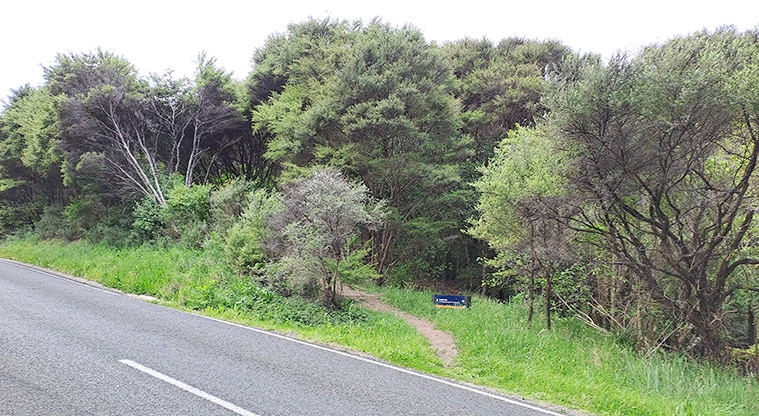 Whakanewha Forest Path - Kōwhai Track follows Gordon Road uphill