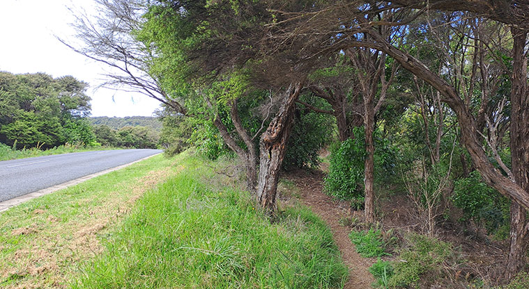 Whakanewha Forest Path - Slight right onto the track.