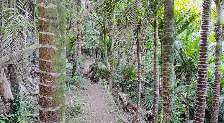 Whakanewha Forest Path - Nīkau palms are a feature of Whakanewha.