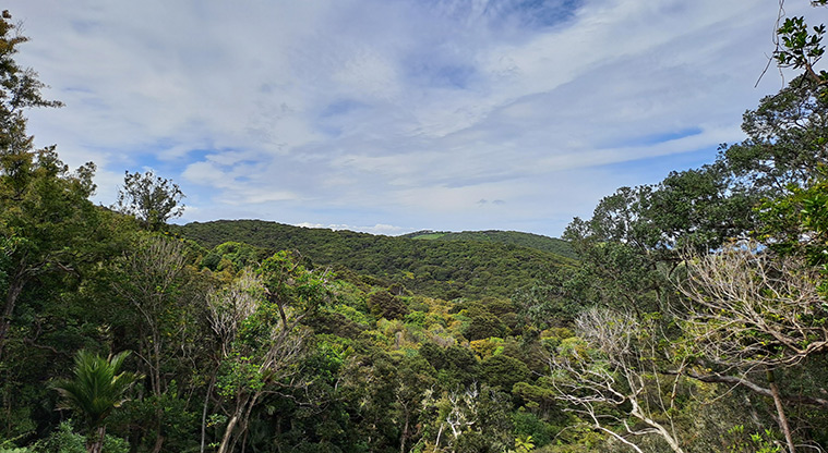 Whakanewha Forest Path - View over the Whakanewha forest.