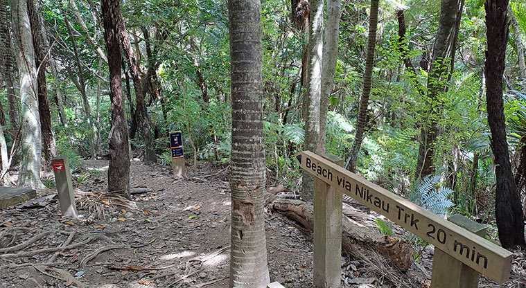 Whakanewha Forest Path - Turn right onto the Nīkau Track at the junction.
