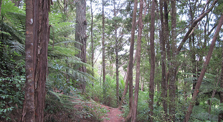 Witheford Reserve Path - Path weaves through regenerating bush.