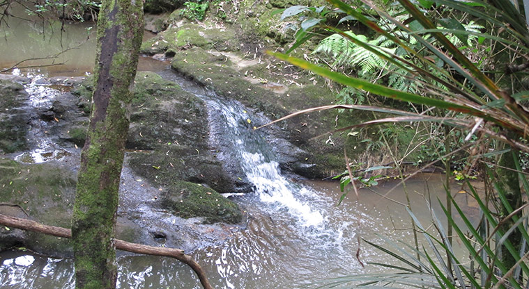 Witheford Reserve Path - Small water falls in stream to see along the way.