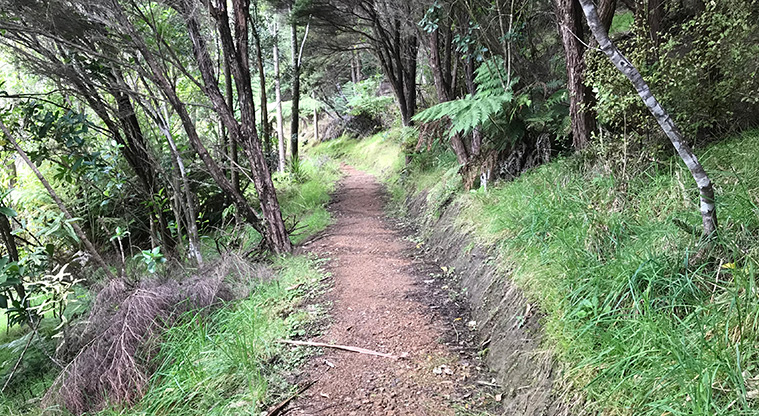 Matiatia to Oneroa Forest Path – Auckland bush walks