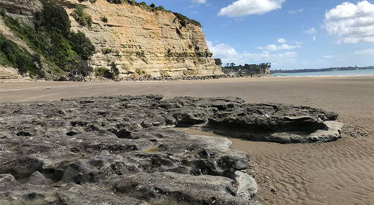 Long bay 2025 walking track