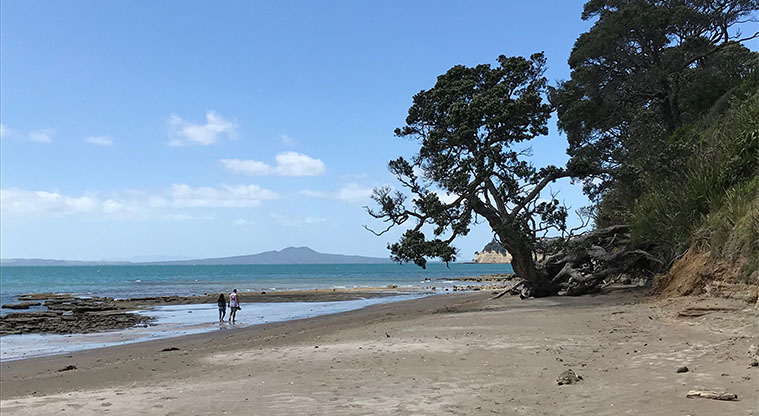 Long bay walking track sale