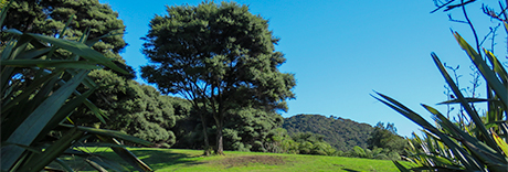Wattle Downs Esplanade Reserve